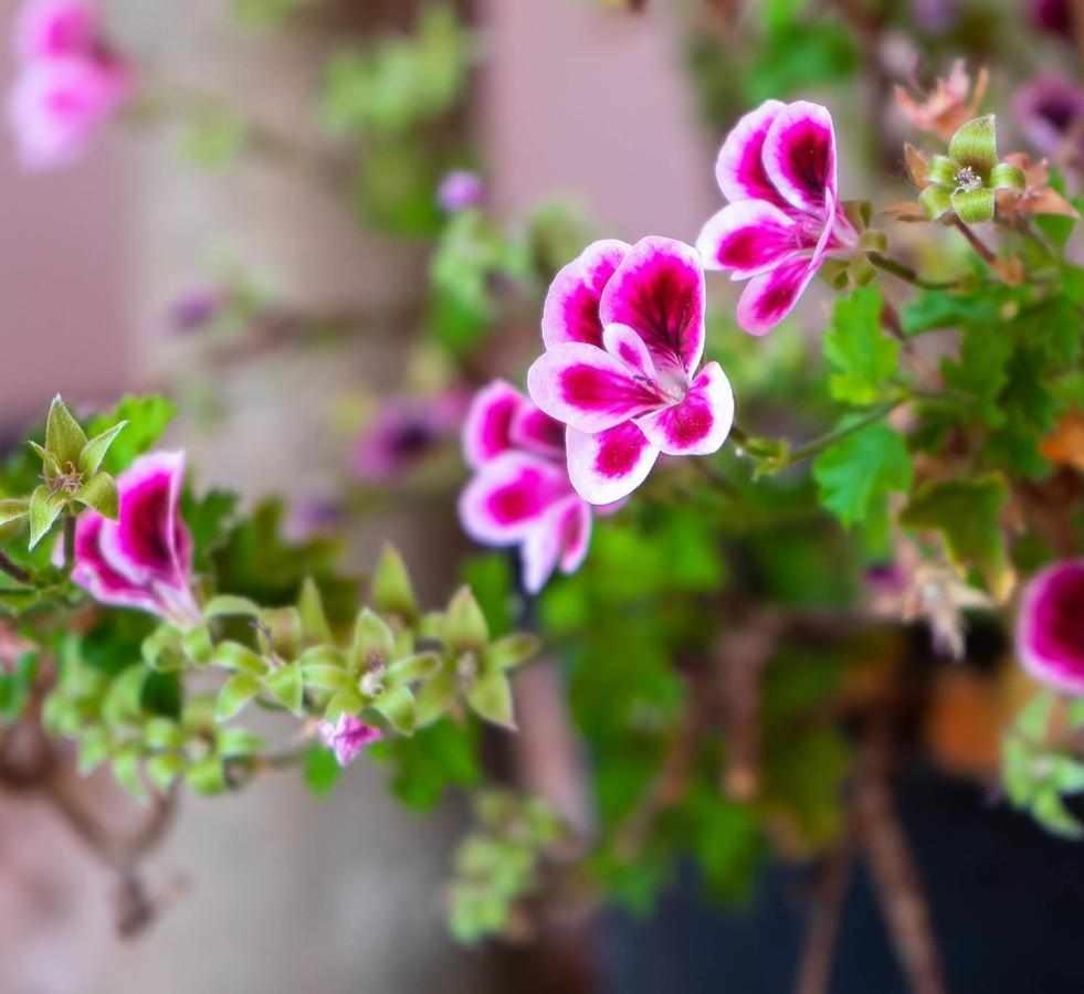 Casa Rural Don Lope El Canuelo  Zewnętrze zdjęcie